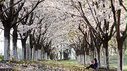 园区樱花道